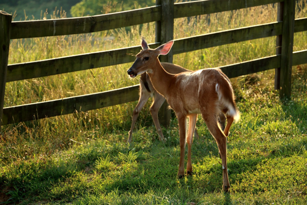 6 Different Ways to Keep Deer off Your Property