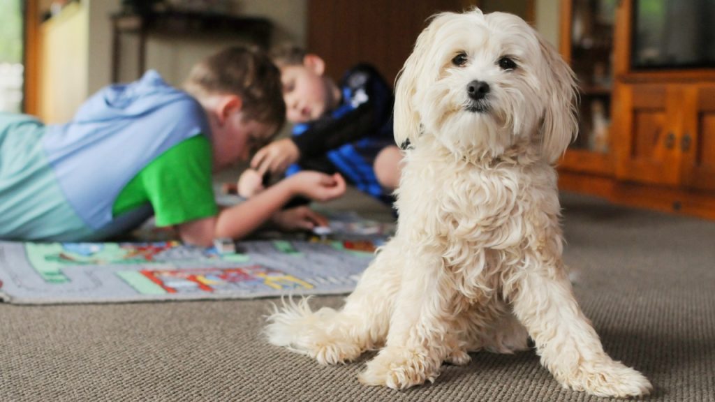 Refurbishing Your Home for Child and Pet Compatibility