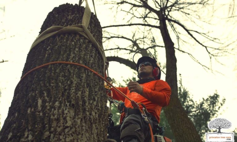 Benefits of Regular Tree Inspections and Maintenance